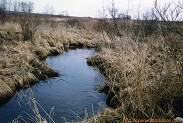 Neenah Creek, a trout stream in East Central Wisconsin.