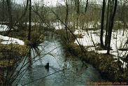 Radley Creek, a trout stream in East Central Wisconsin.