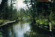 Radley Creek, a trout stream in East Central Wisconsin.