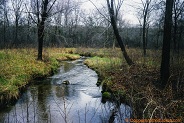 Willow Creek, a trout stream in East Central Wisconsin.