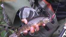 Brook trout from Tyler Forks River
