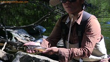 Brook trout from Tyler Forks River