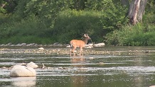 Milwaukee River with deer