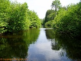 Big Rib River, a trout stream in WC Wisconsin.