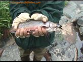 12 inch brook trout from Big Rib River.