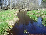 Duncan Creek, a trout stream in WC Wisconsin.