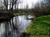 South Fork Main Creek, a trout stream in WC Wisconsin.