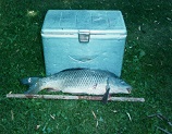Carp from Rock River system