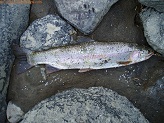 15 inch rainbow trout from NF Shoshone River