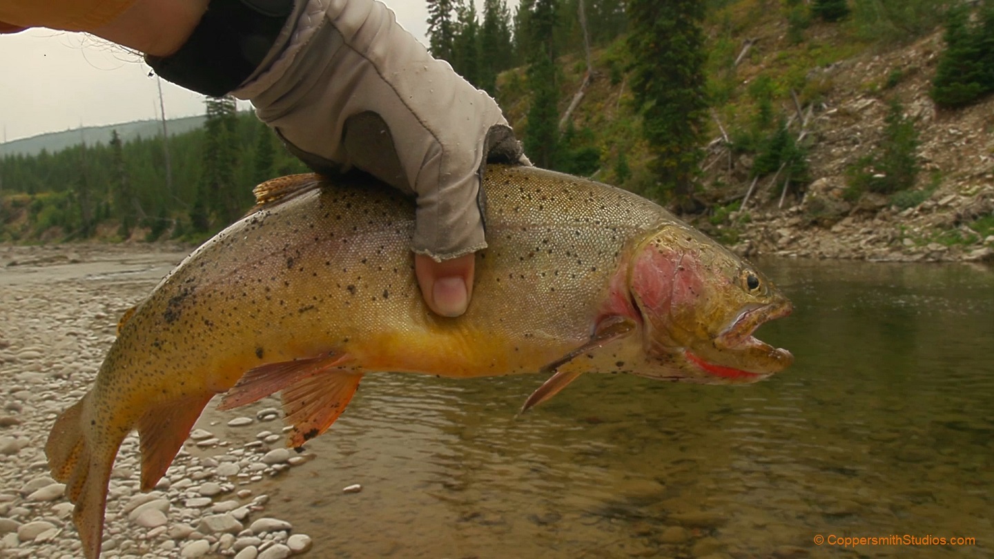 An 18 inch cutthroat trout from Wyoming
